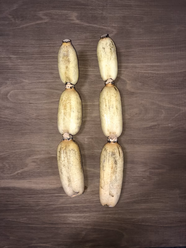 2本入り/3本入り　最高の鮮度で食べてみませんか？【久保の蓮根】徳島県産