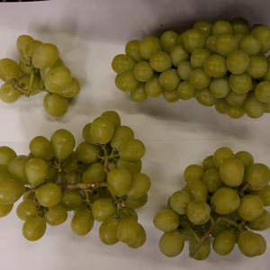 即発送本日OK　シャインマスカット規格外品2kg程度　家庭用です。