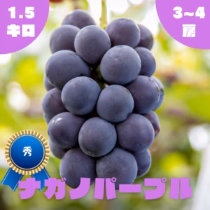 【秀】ナガノパープル・1.5kg・2~4房