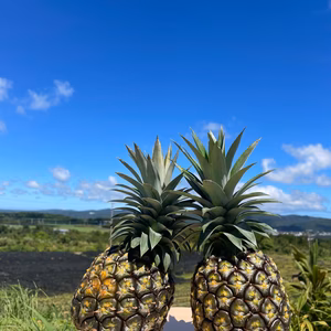 【3名様限定＆送料無料クール便】最高級パインのゴールドバレル１㎏６玉入 7月発送