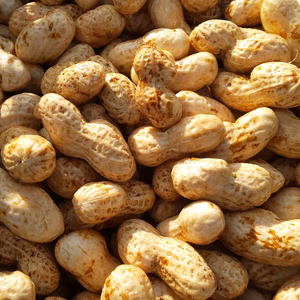 千葉県産おおまさり(生落花生) 1kg ～4.5kg　 農薬化学肥料不使用