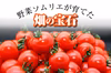 バレンタイン【塩トマトのようなフルーツトマト】ソムリエミニトマト　ダイヤ