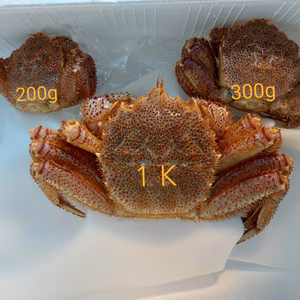 輪島産　毛ガニ　活　天然物　１㎏サイズ