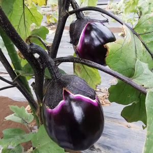 【クール便】世界で一番美味しいといわれるナス　フィレンツェナス