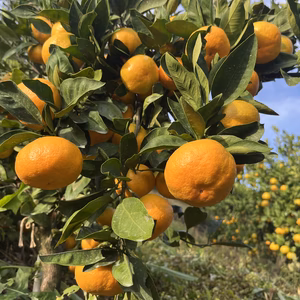【濃い味】ゆら早生　佐賀県太良町産