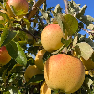 サン金星　抜群の美味しさ　今年だけ激安です　値下げ５キロ贈答用送料別