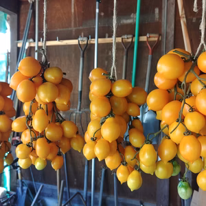 イタリアの伝統トマト　イタリアン・トマト　ヴェスビオ(トマトソース用)