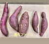 【新蜜芋在庫限り】訳あり5kg紅はるか (混合S.M)