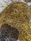 令和5年　三陸産　乾燥長ヒジキ　50g