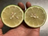 瀬戸内の島の青レモン[農薬・除草剤・化学肥料不使用](キレイめ)