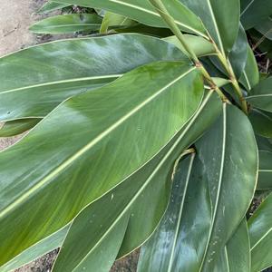 宮古島から"かばぁす〜かばぁす"(宮古島方言で良い香り)月桃の葉10枚セット。