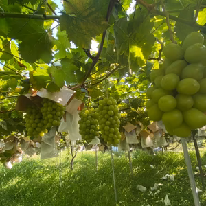 勝沼産朝獲り訳あり新鮮美味しいシャインマスカット！ご家庭用で最適です