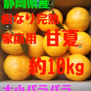 静岡県産　樹なり　完熟甘夏　家庭用　約10㎏