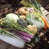 [貴山農園]　季節の野菜セット(Ｍサイズ）