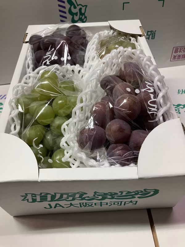 【ぶどう味くらべ2種盛】紅瑞宝•ピオーネ2kg箱