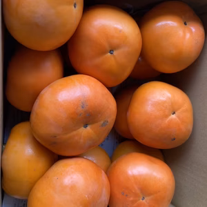 　送料割引　富有柿（紀州てまり）約5キロ　家庭用