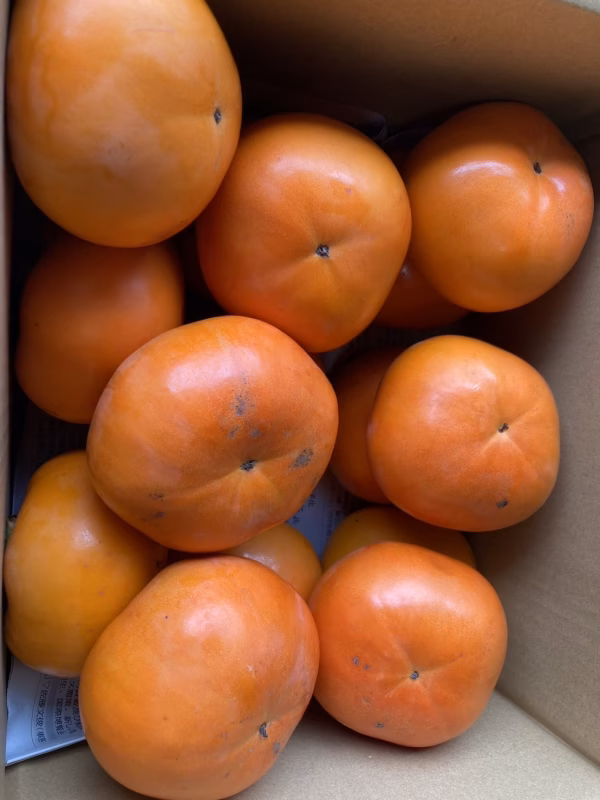 　送料割引　富有柿（紀州てまり）約5キロ　家庭用