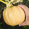 【熱海産♨農薬不使用】 ウリズンブレイク2018 第１弾 『白皮砂糖かぼちゃ』