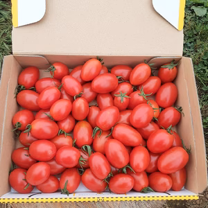 訳あり❕ミニトマトアイコ「赤」箱込み1.0kg　2点限定❣