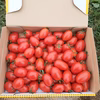 訳あり❕ミニトマトアイコ「赤」箱込み1.0kg　2点限定❣