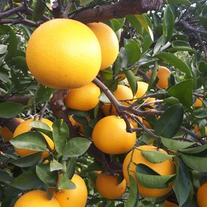 伝統の柑橘　和歌山の『八朔』