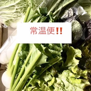 常温便❕冬の野菜おまかせセット