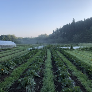 固定種の野菜セット【月１回定期クール便】