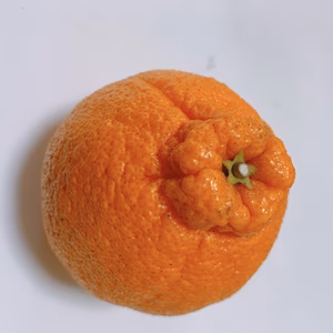 【全国一律送料】安定の美味しさ『不知火』