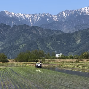 令和7年　新米コシヒカリ　北アルプス安曇野産