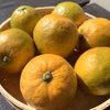 甘いレモン！レモネード【農薬不使用】1.5kg