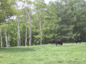 14517591_961242783985832_6775018335731000424_n