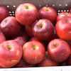 今が旬！ りんご 小玉訳あり 紅玉 約2キロ 10-16玉 復興支援 