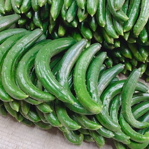 クール便！新鮮朝採りきゅうり曲がり3kg箱にいっぱい！