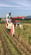 量産しないコシヒカリ(玄米) 農薬・除草剤・化学肥料不使用　令和4年産
