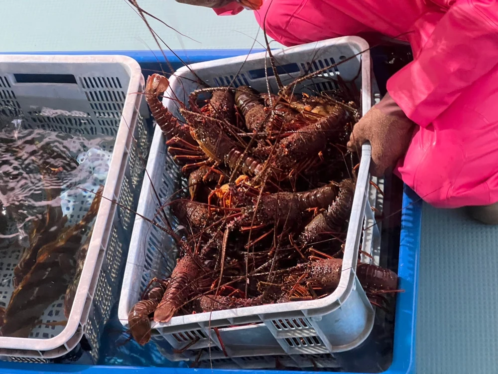 天然物 漁師直送！！ 伊勢海老１キロ詰め合わせ｜魚介類の商品詳細