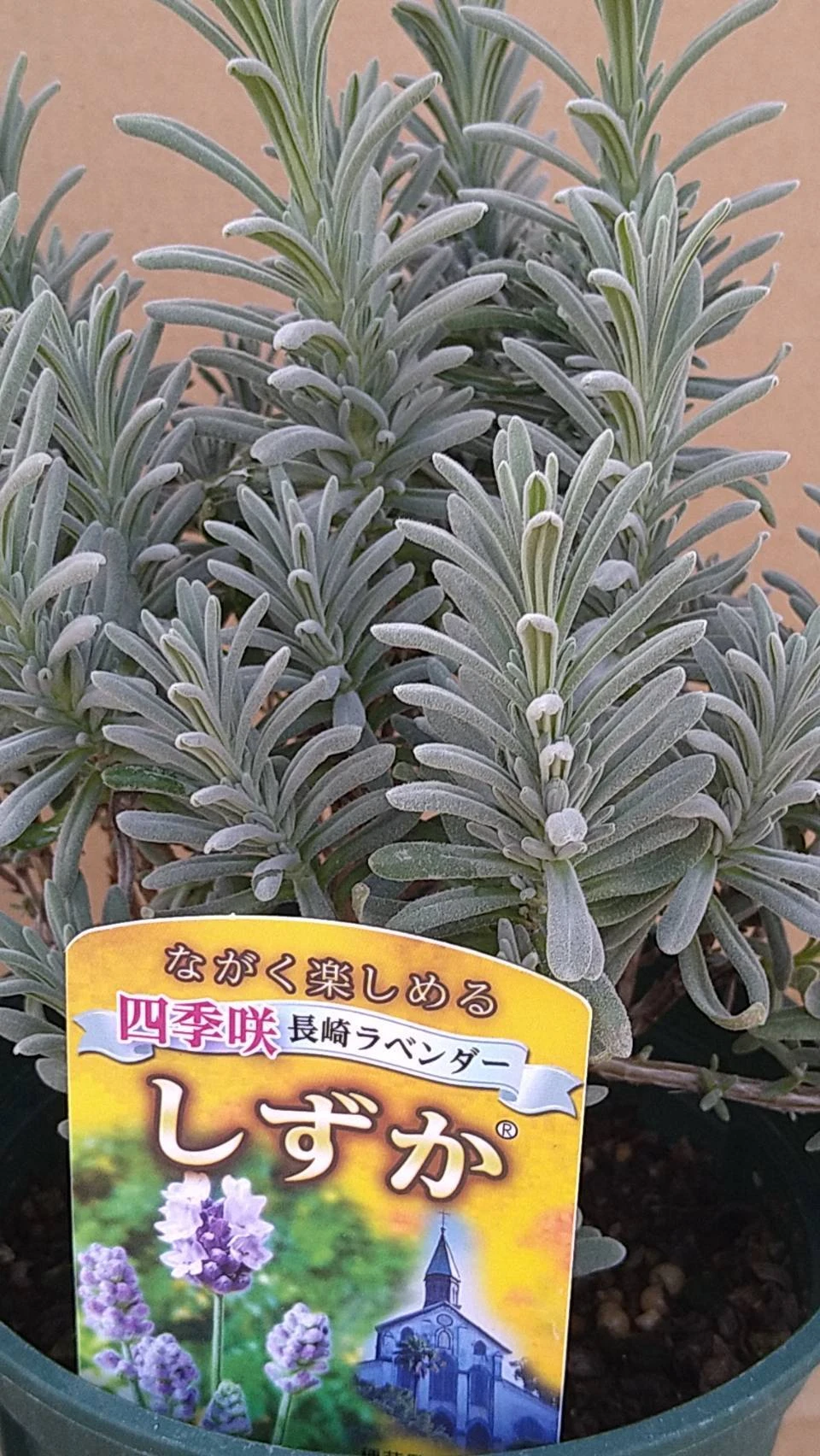 長崎ラベンダー   しずか