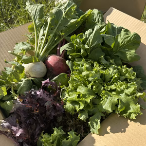 箱パンパン無農薬キラピカ野菜BOX 7品　農の島大三島よりお届け