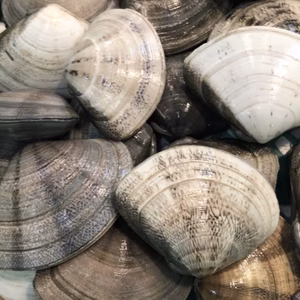九十九里産小玉貝　(ヒラ貝)