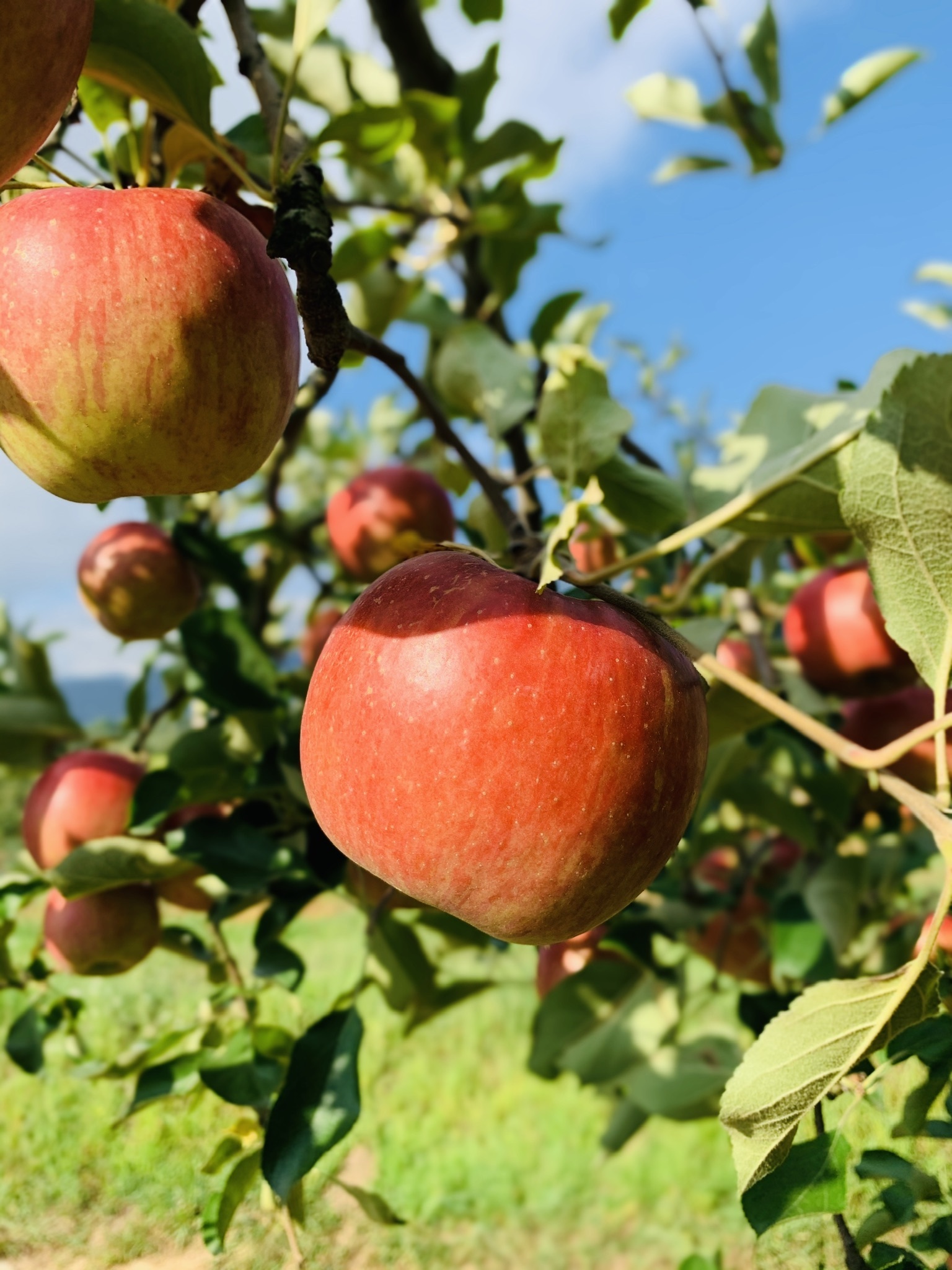 長野県北安曇郡松川村｜やまし平林農園｜平林慎也さんの生産者