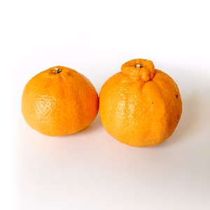 【予約】不知火〈秀品〉約5kg～　※発送は2月上旬頃～