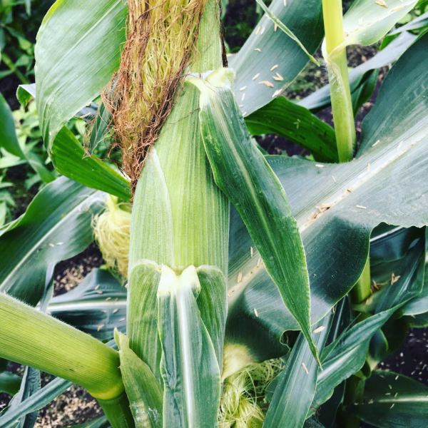 水津農園のスイーツコーン