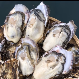 11月中旬頃ｰお届け生食用　今シーズン初物　ASC認証真牡蠣 （kg/5〜8個）