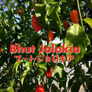 超激辛唐辛子!!!!!!ブートジョロキア(生) お試し小袋