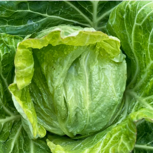 香美町の恵み。「秋キャベツ」４玉　兵庫県香美町産