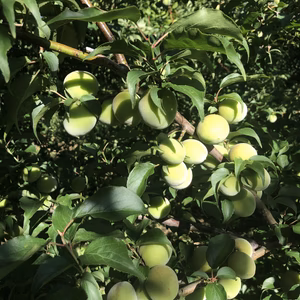 【厳選　和歌山産　手摘み　南高梅】