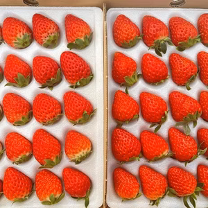 紅ほっぺ 2Lサイズ (40粒)