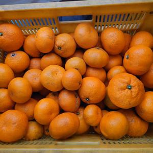 【訳あり】1度食べてみて♪ 甘くてジューシー♪ まーくん家の大津みかん