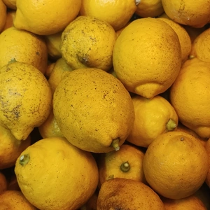【訳あり】【無農薬】【完熟】広島県産レモン5kg