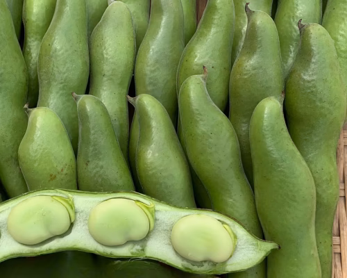 大粒で食べ応えあり✨3粒以上限定❗朝穫れ 「そら豆（さや付き）」5月上旬～