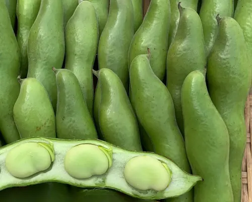 ✨４月下旬～✨3粒以上限定❗朝穫れ 「そら豆（さや付き）」｜野菜の